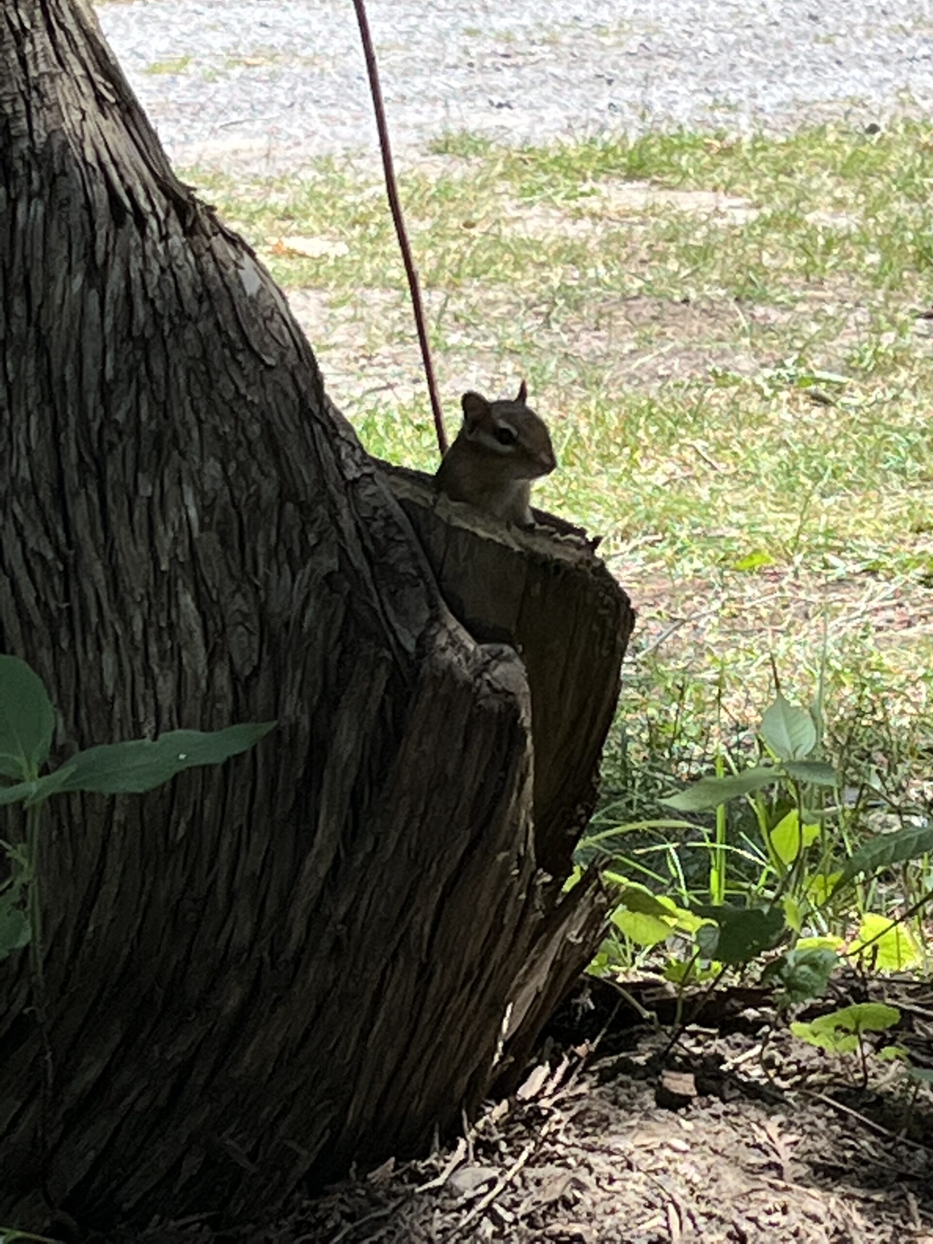 Chipmunk in a tree stump