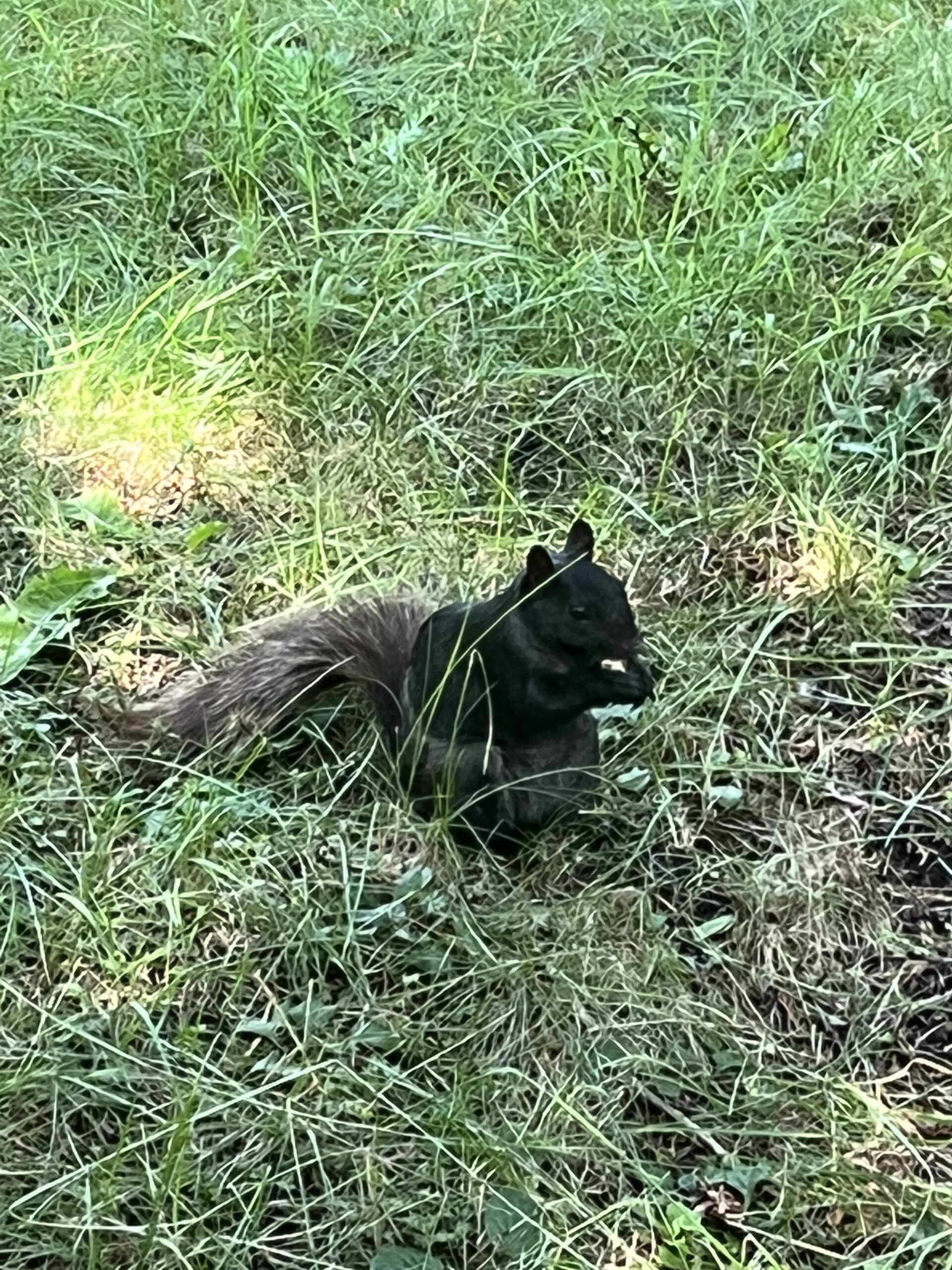 Black squirrel