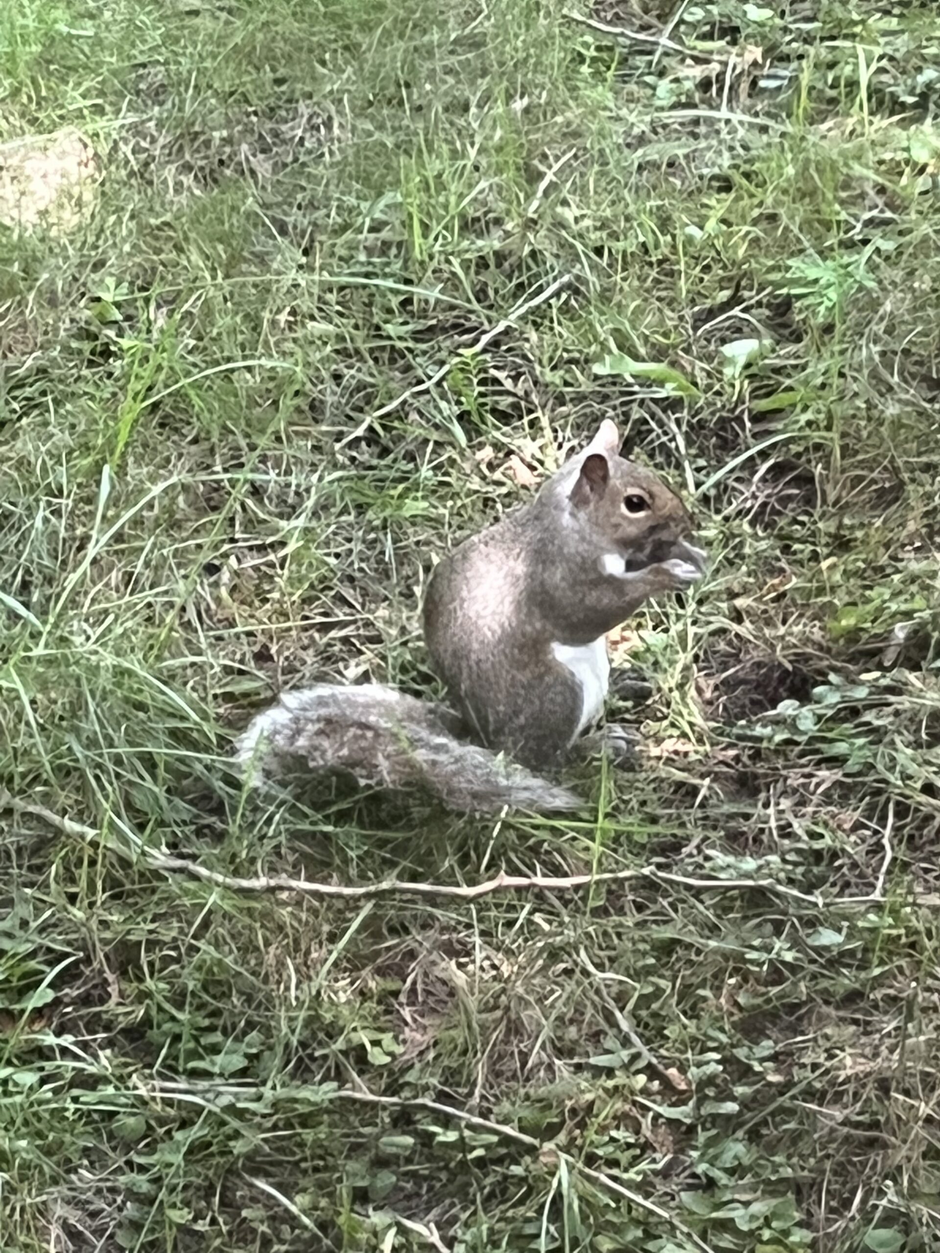 Brown squirrel