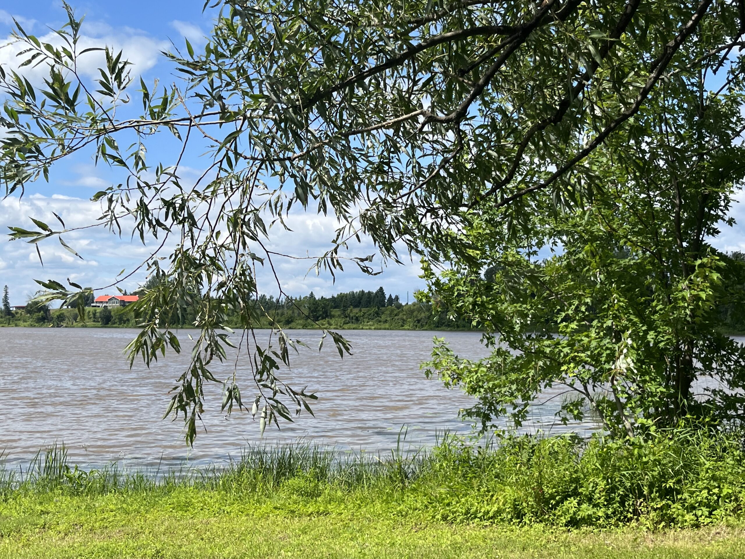 Various trees with Jessups Falls in the background