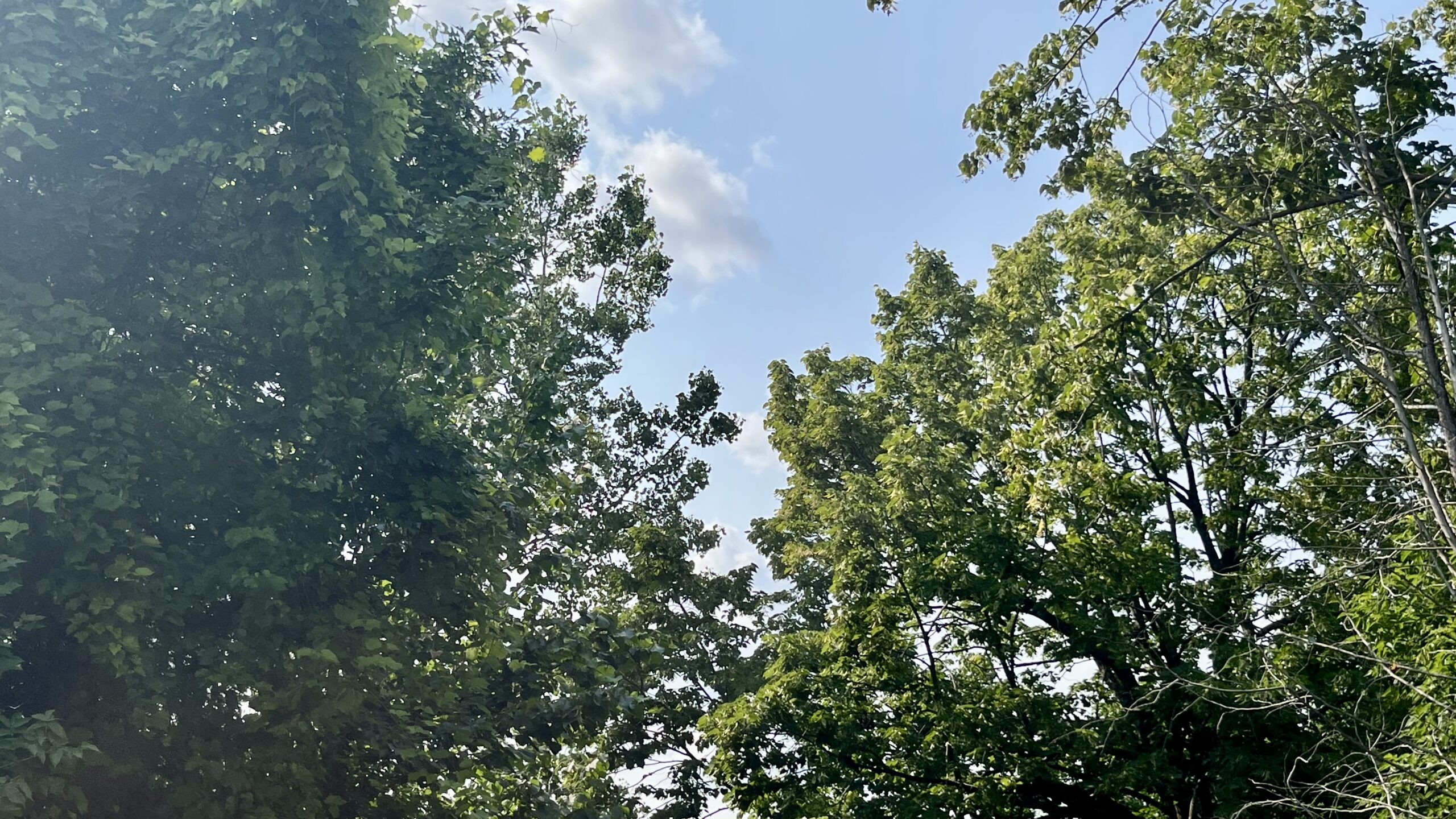 Tall trees reaching for the variably cloudy blue sky.