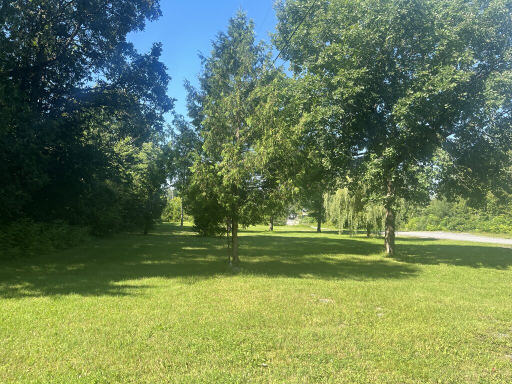 Oak, willow, and cedar trees on the campground.