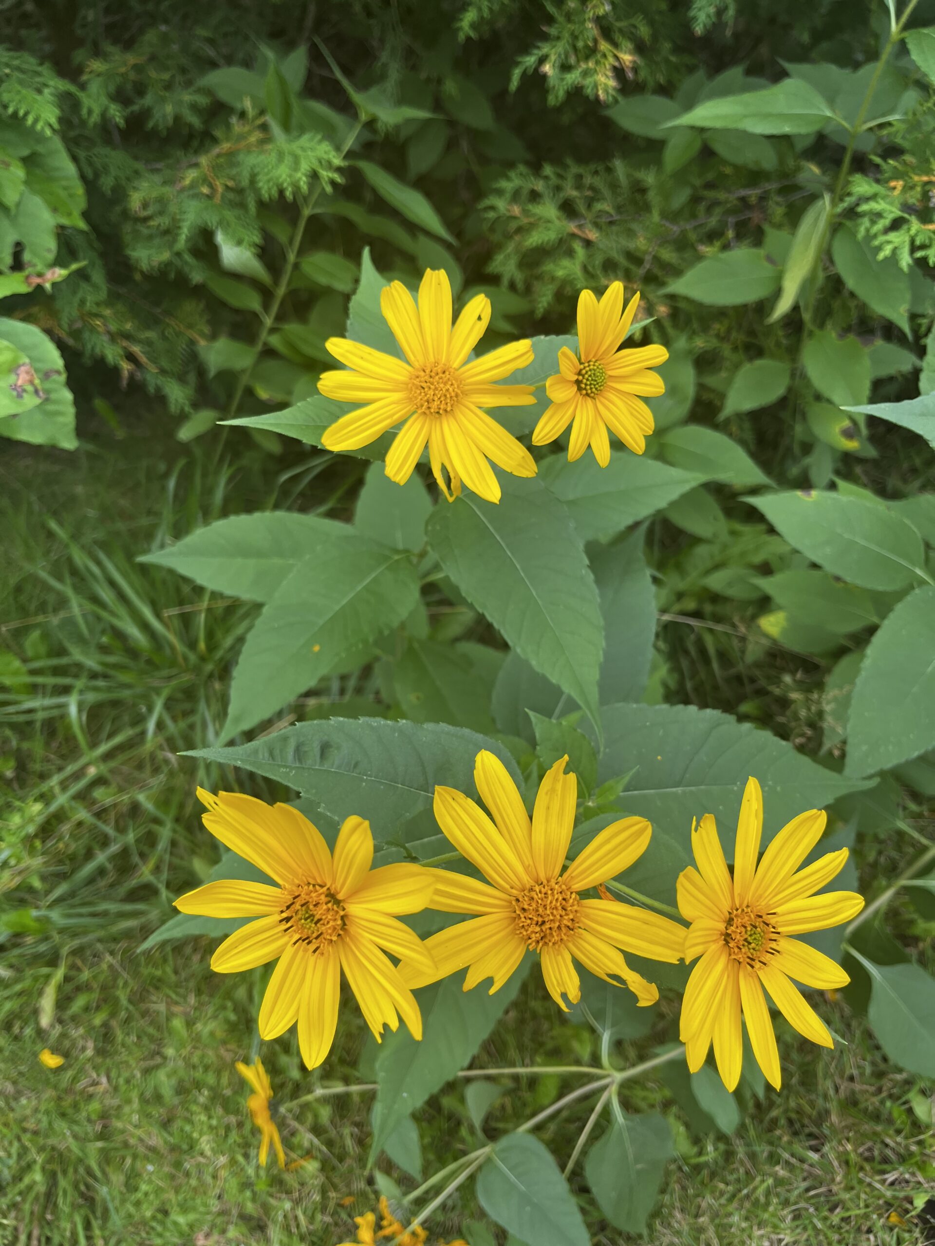 Yellow daisies growing on the campground