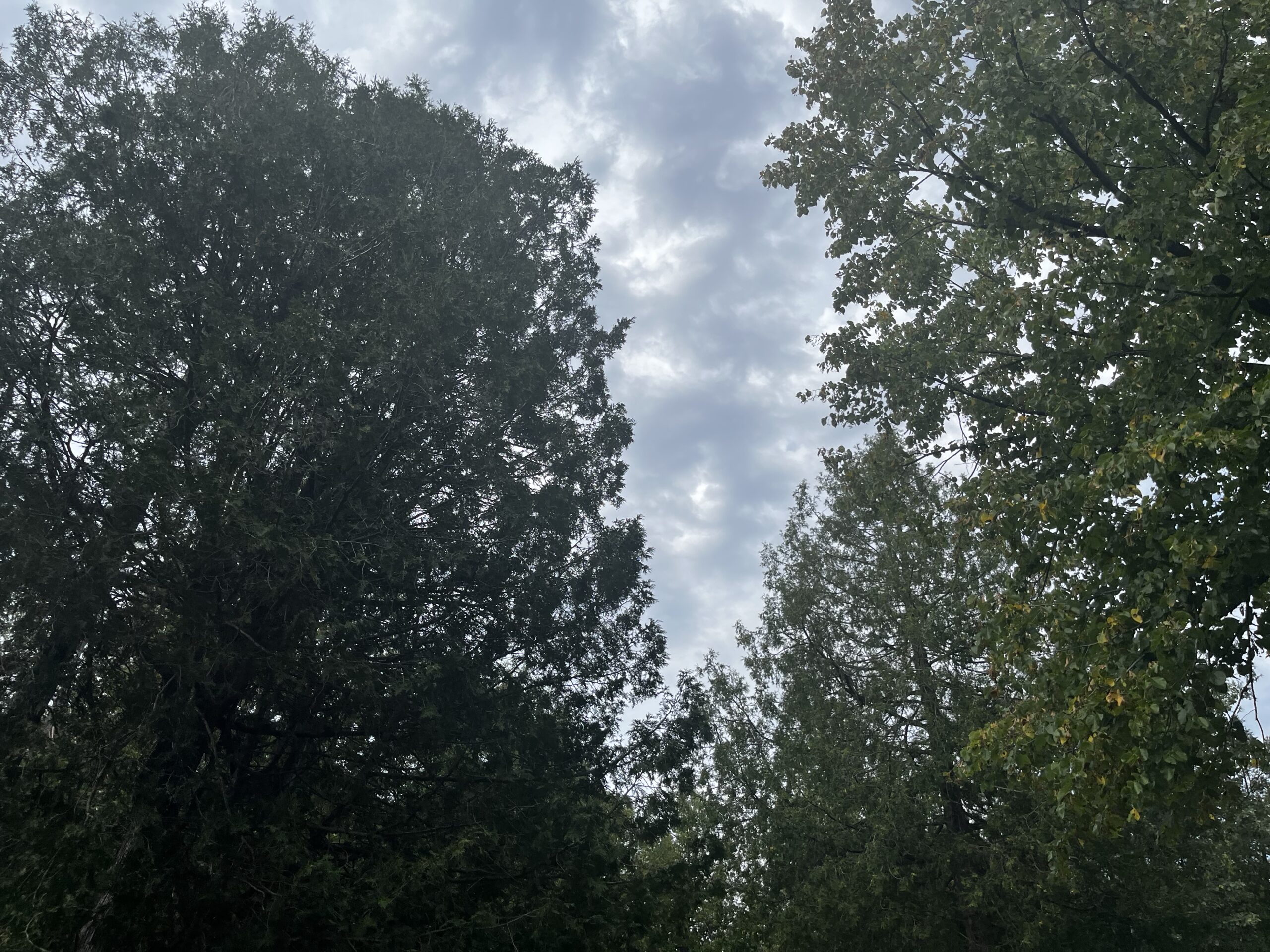 American basswood and white cedar trees against a cloudy sky.