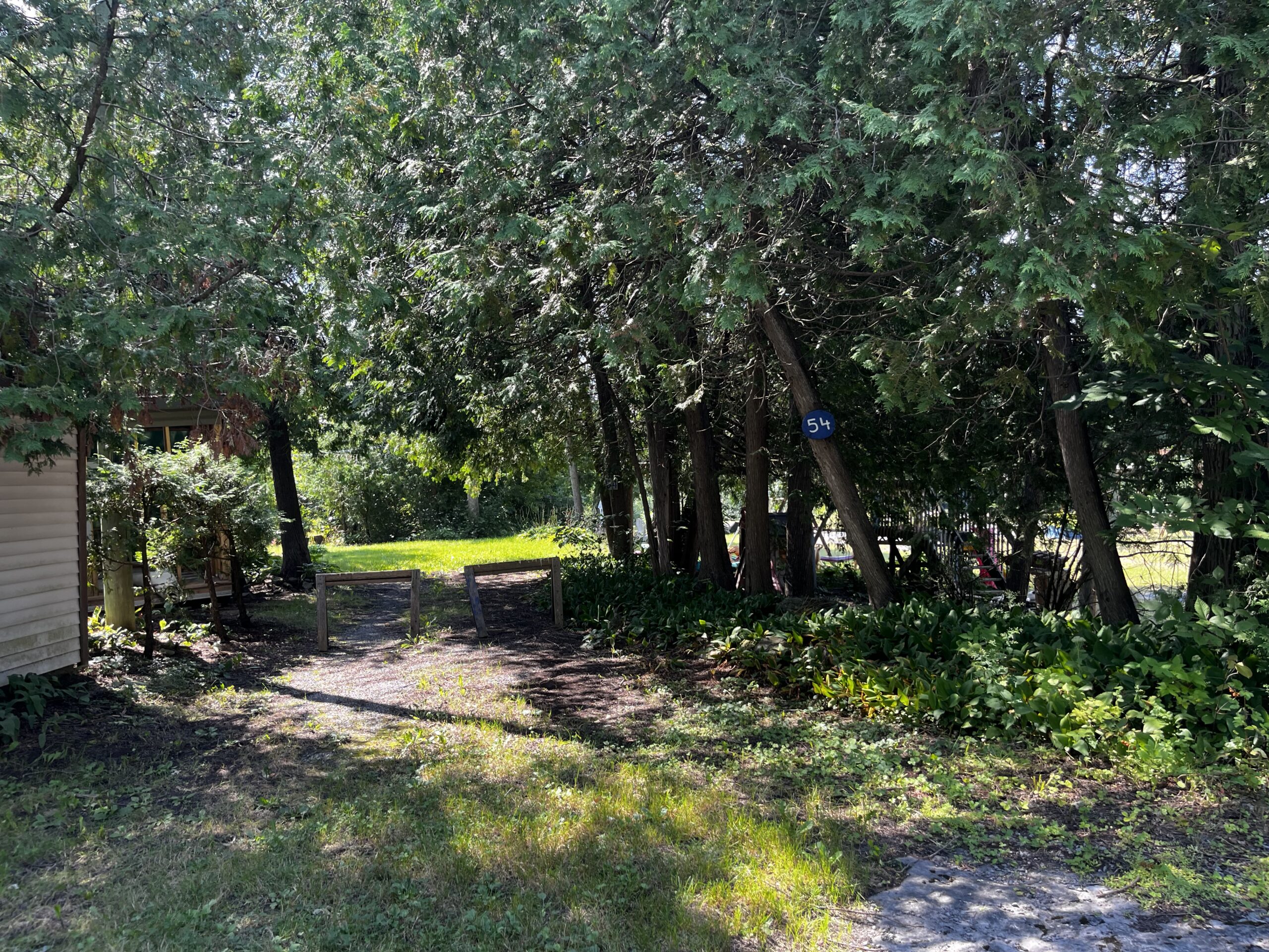 White cedars bordering the park.