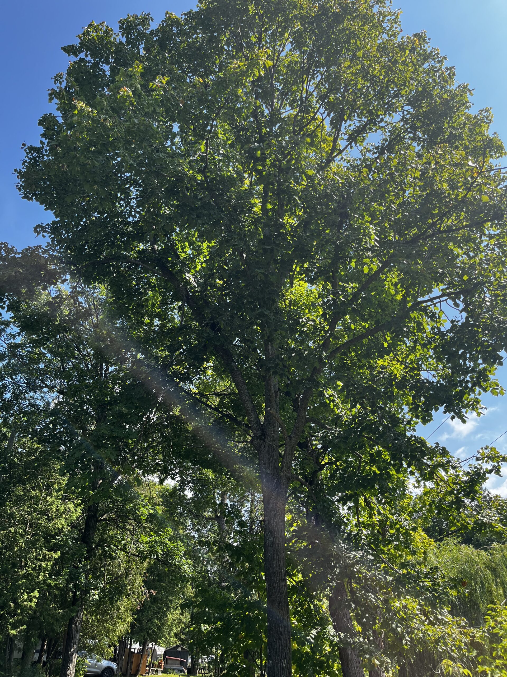 An american basswood tree against a blue sky.