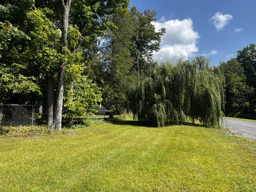 Willow tree near Lacelle street.