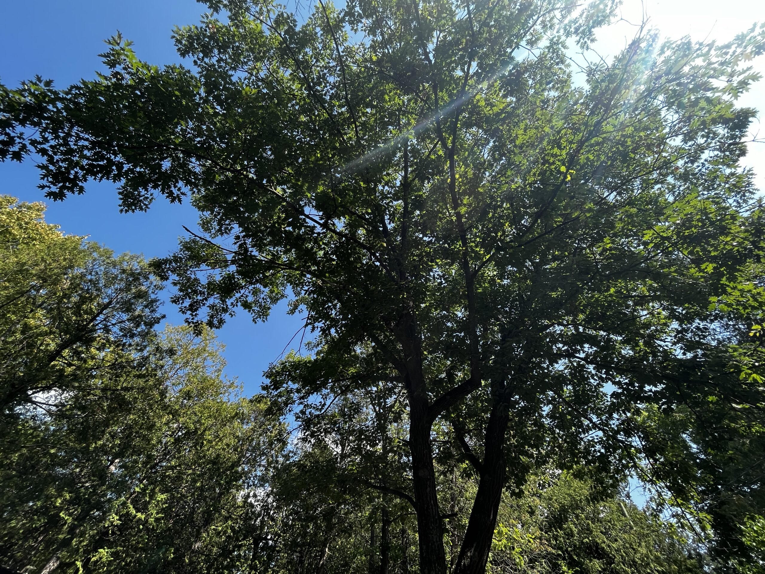 Tall oak tree agains a clear blue sky.