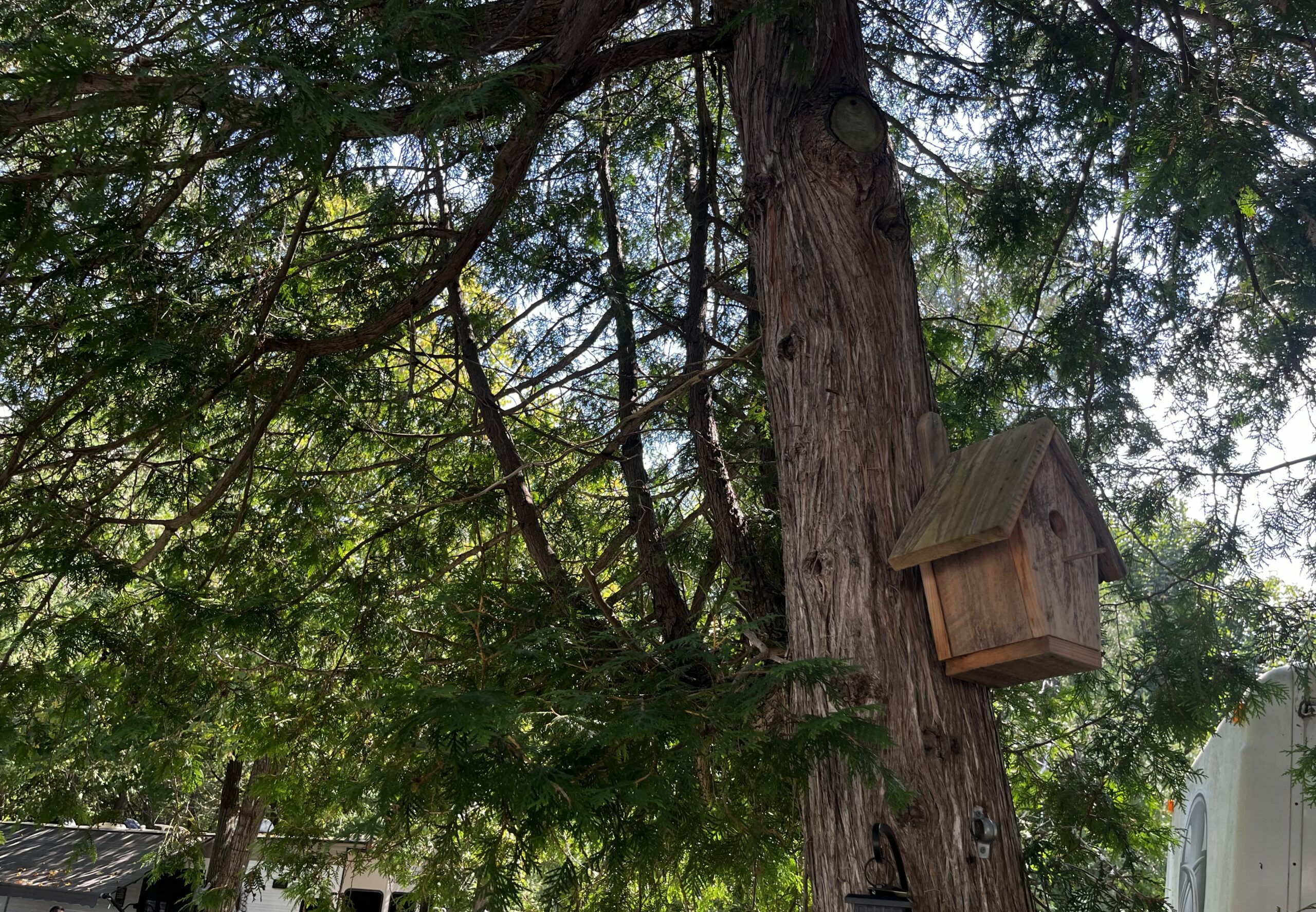 Bird house in a cedar tree.